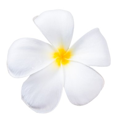 Beyaz arka plan üzerinde izole frangipani plumeria spa çiçek