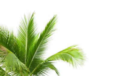 Beyaz arkaplanda yalıtılmış palmiye yaprakları