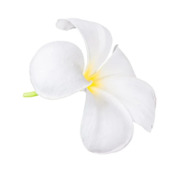 Frangipani plumeria spa Blume isoliert auf weißem Hintergrund — Stockfoto