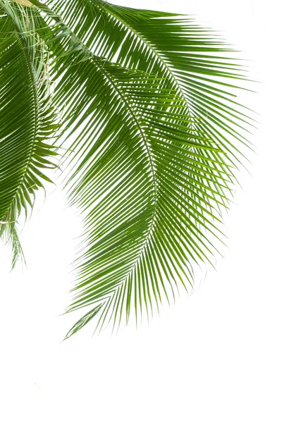 Hojas de palmera aisladas sobre fondo blanco — Foto de Stock