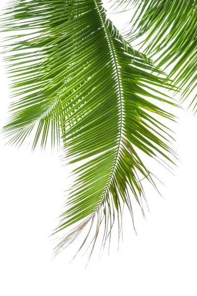 在白色背景上被隔离的棕榈树叶子 — 图库照片