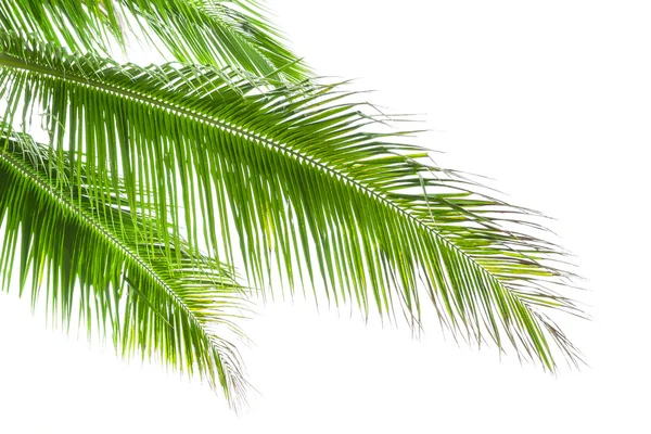 Liście palmy odizolowane na białym tle — Zdjęcie stockowe