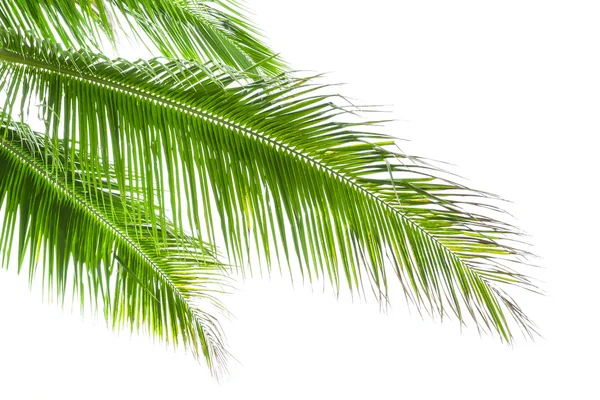 Hojas de palmera aisladas sobre fondo blanco —  Fotos de Stock