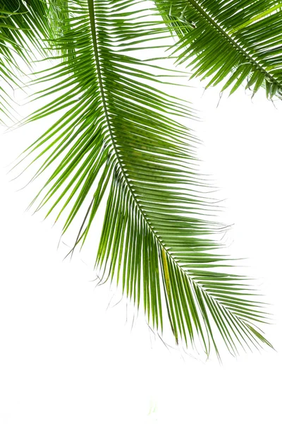 Leaves of palm tree isolated on white background — Stock Photo, Image