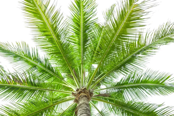 Sotto l'albero di cocco sullo sfondo bianco — Foto Stock