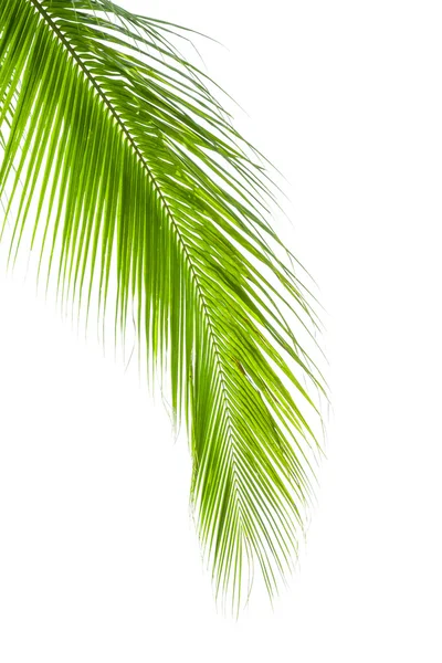 Folhas de palmeira isoladas sobre fundo branco — Fotografia de Stock