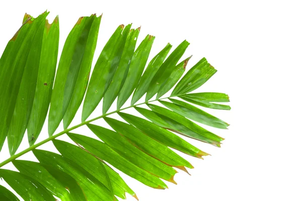 Listy palmy izolované na bílém pozadí — Stock fotografie