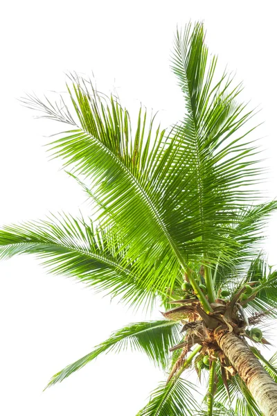흰색 바탕에 코코넛 나무 아래 — 스톡 사진