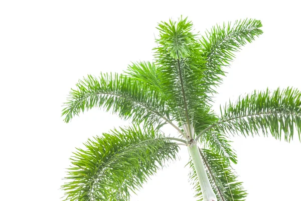 Under palmträd på vit bakgrund — Stockfoto