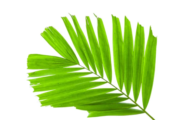 Hojas de palmera aisladas sobre fondo blanco —  Fotos de Stock