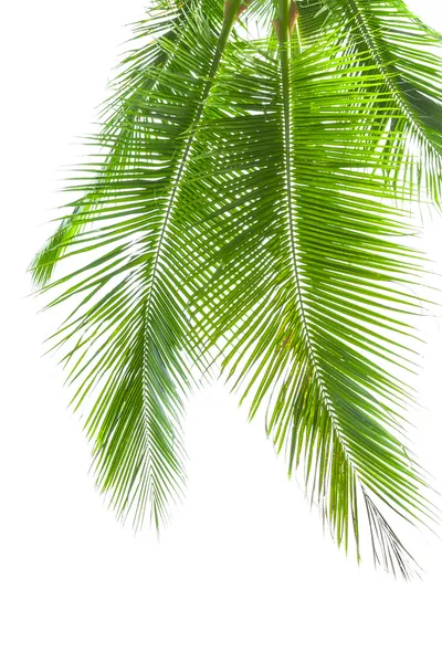 Leaves of palm tree isolated on white background — Stock Photo, Image