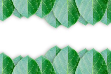 yeşil yapraklar arkaplan