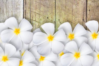 ahşap yerde Frangipani çiçek