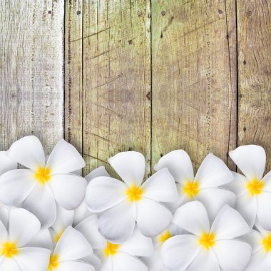 ahşap yerde Frangipani çiçek