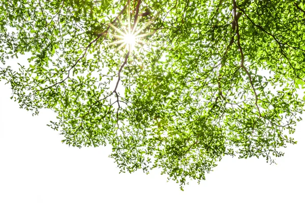 Ivory coast almond branch with sunray — Stock Photo, Image