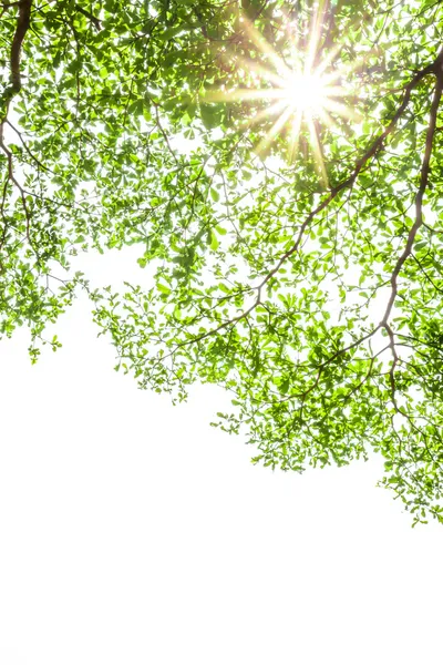 Ivory coast almond branch with sunray — Stock Photo, Image