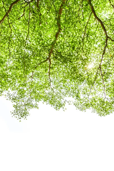 Ivory coast almond branch with sunray — Stock Photo, Image