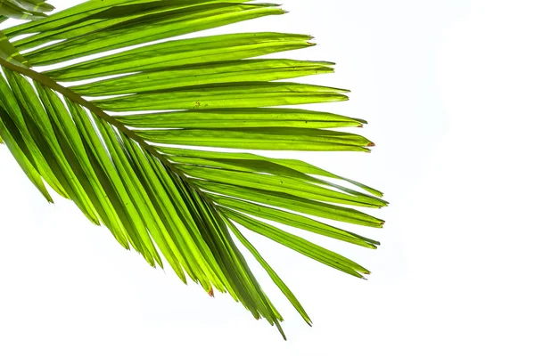 Hojas de palmera aisladas sobre fondo blanco — Foto de Stock