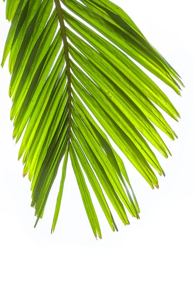Folhas de palmeira isoladas sobre fundo branco — Fotografia de Stock