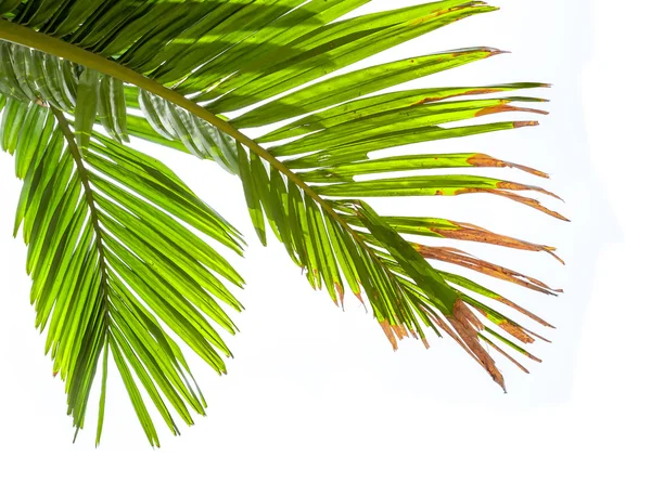 Listy palmy izolované na bílém pozadí — Stock fotografie
