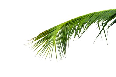 Beyaz arka plan üzerinde izole Hindistan cevizi ağacının yaprak