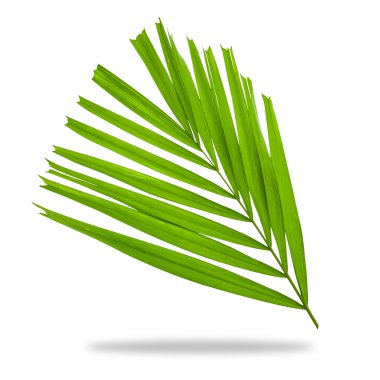Yeşil palmiye yaprakları üzerinde izole beyaz arka plan, kırpma yolu