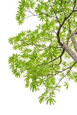 izole kırpma yolu beyaz zemin üzerine yeşil yaprakları ekleyin