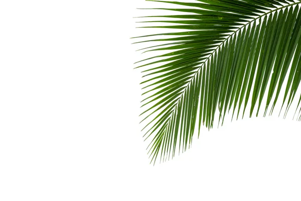Folhas de coco isoladas sobre fundo branco — Fotografia de Stock