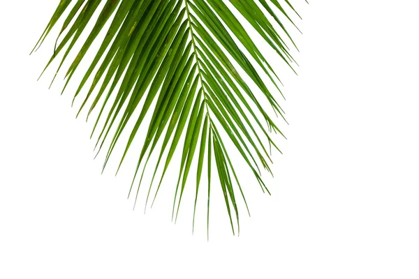 Bladen av kokosnöt träd isolerad på vit bakgrund — Stockfoto