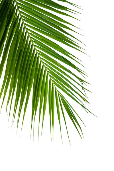 Leaves of coconut tree isolated on white background — Stock Photo, Image