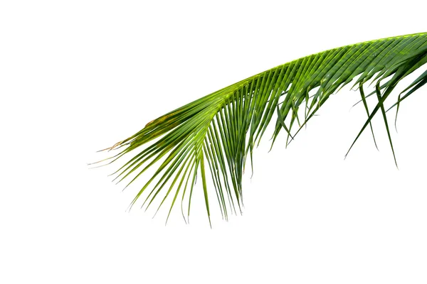 Листья кокосового дерева изолированы на белом фоне — стоковое фото