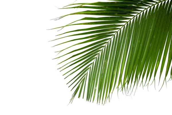 孤立的白色背景上的椰子树上的树叶 — 图库照片