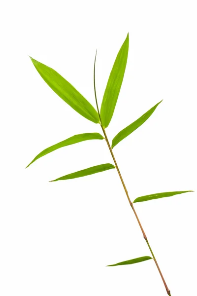 Bamboo leaves isolated on white background — Stock Photo, Image