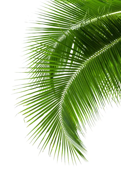 Leaves of coconut tree isolated on white background — Stock Photo, Image