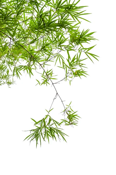 Bambu blad isolerad på vit bakgrund — Stockfoto