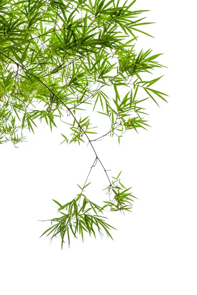 Bamboo leaves isolated on white background — Stock Photo, Image