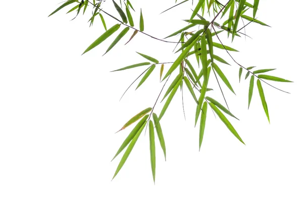 Bambu blad isolerad på vit bakgrund — Stockfoto