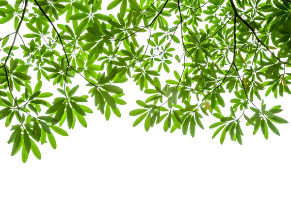 Green leaves isolated on white background — Stock Photo, Image