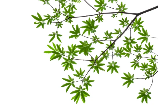 Green leaves isolated on white background, clipping path include — Stock Photo, Image