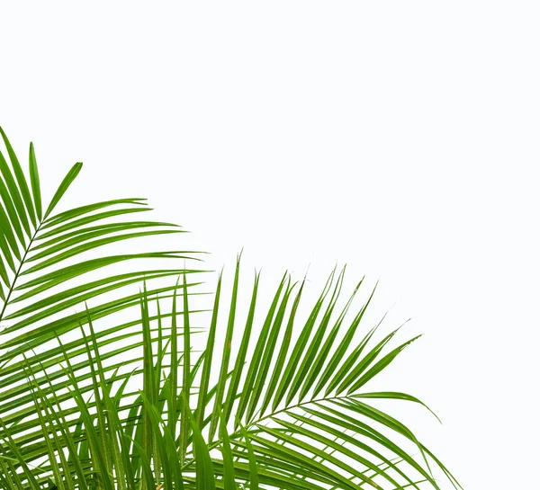 Green palm leaves isolated on white background, clipping path in — Stock Photo, Image