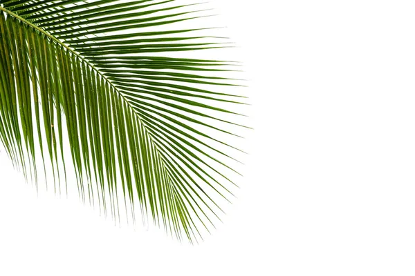 코코넛 잎 경로 클리핑 흰색 배경에 고립 된 프레임 — 스톡 사진