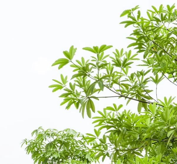 Green leaves isolated on white background — Stock Photo, Image