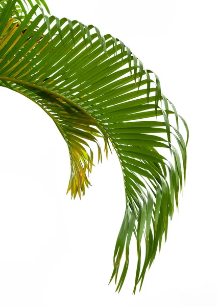 Green palm leaves isolated on white background — Stock Photo, Image