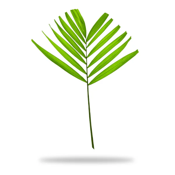 Zielonych palm liść na białym tle na białym tle, ścieżkę przycinającą w — Zdjęcie stockowe