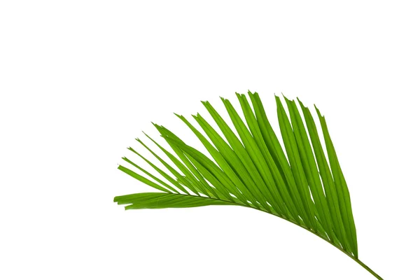 Hojas de palma verde aisladas sobre fondo blanco, camino de recorte en —  Fotos de Stock