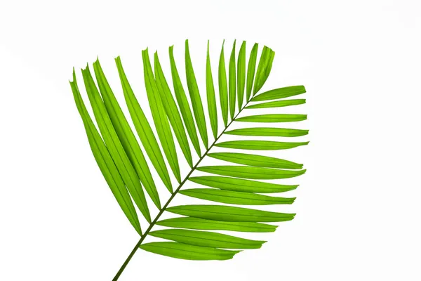 Feuilles de palmier vert isolé sur fond blanc, chemin de coupe dans — Photo