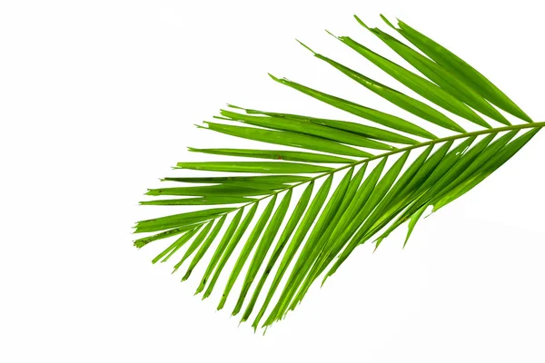 绿色的棕榈叶孤立在白色的背景，在剪切路径 — 图库照片