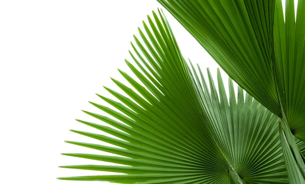 Green palm leaf isolated on white background, clipping path incl — Stock Photo, Image