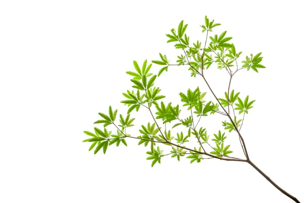 Green leaves isolated on white background, clipping path include — Stock Photo, Image