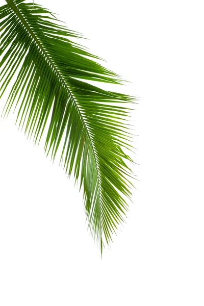 Leaves of coconut tree isolated on white background — Stock Photo, Image